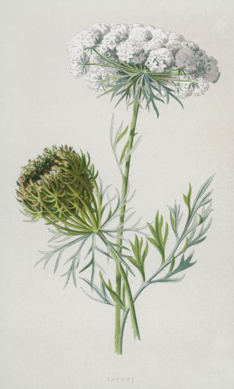 胡萝卜（chromolitho） 作者 弗雷德里克·爱德华·赫尔姆