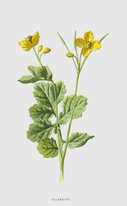 白屈菜（chromolitho） 作者 弗雷德里克·爱德华·赫尔姆