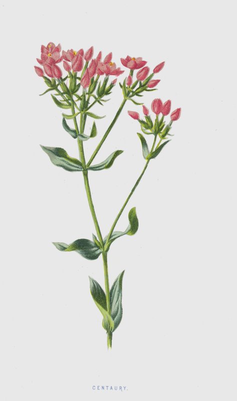 Centaury（chromolitho） 作者 弗雷德里克·爱德华·赫尔姆