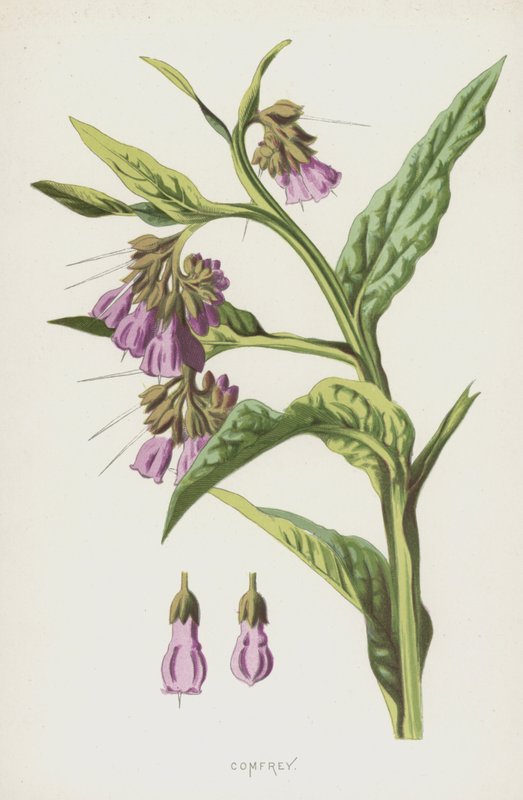 紫草（chromolitho） 作者 弗雷德里克·爱德华·赫尔姆