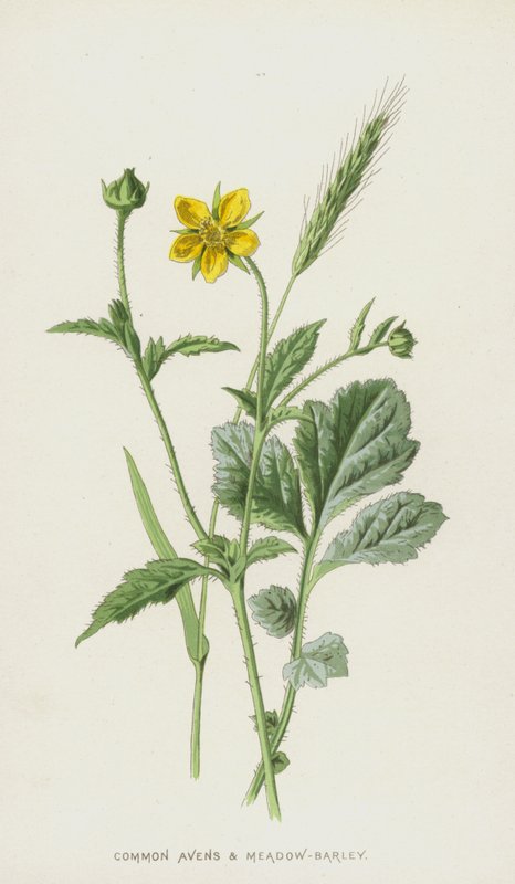 Common Avens和Meadow-Barley（chromolitho） 作者 弗雷德里克·爱德华·赫尔姆