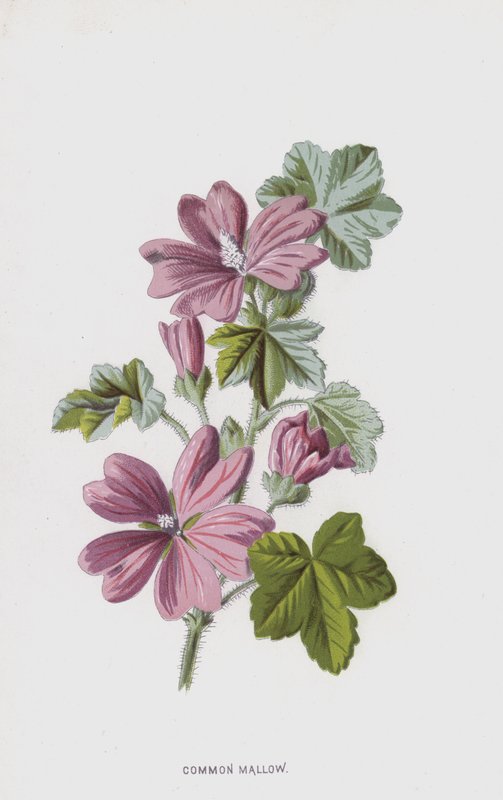普通锦葵（chromolitho） 作者 弗雷德里克·爱德华·赫尔姆