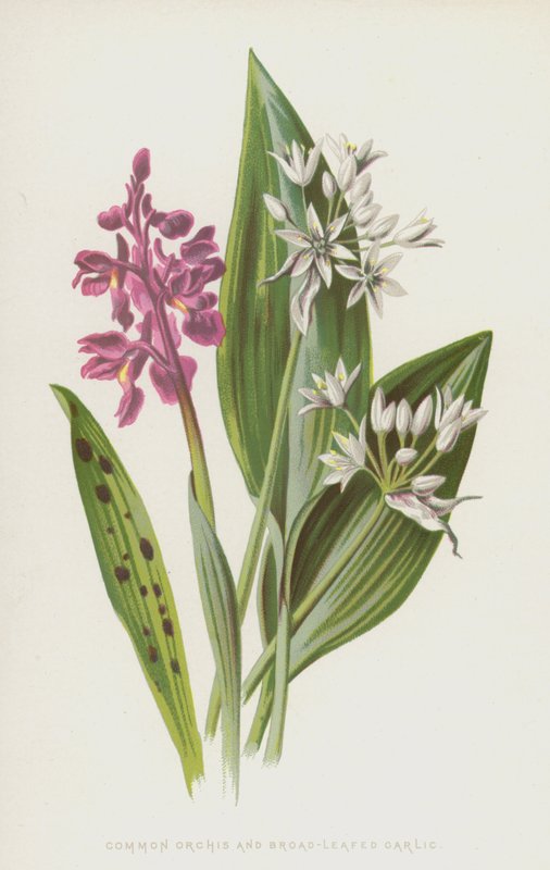 常见的兰花和阔叶大蒜（chromolitho） 作者 弗雷德里克·爱德华·赫尔姆