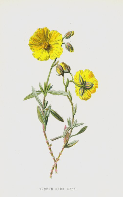 普通岩石玫瑰（chromolitho） 作者 弗雷德里克·爱德华·赫尔姆