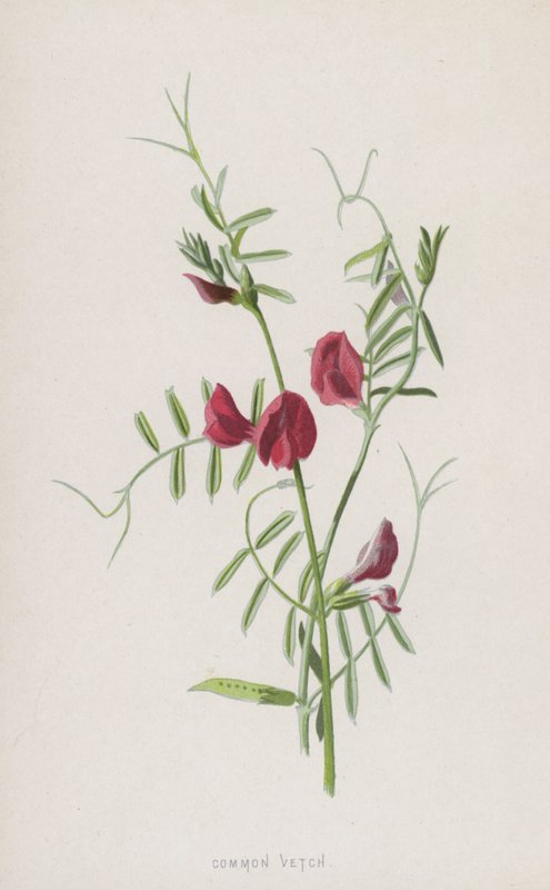 普通Vetch（chromolitho） 作者 弗雷德里克·爱德华·赫尔姆