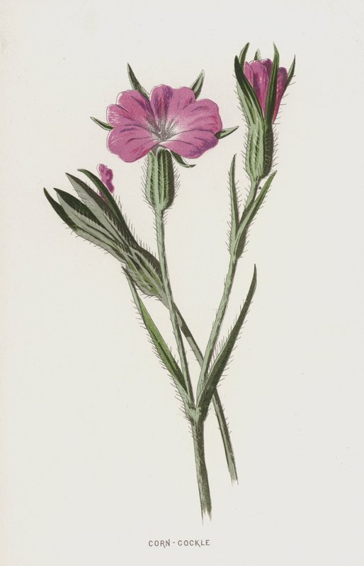 玉米棒（chromolitho） 作者 弗雷德里克·爱德华·赫尔姆