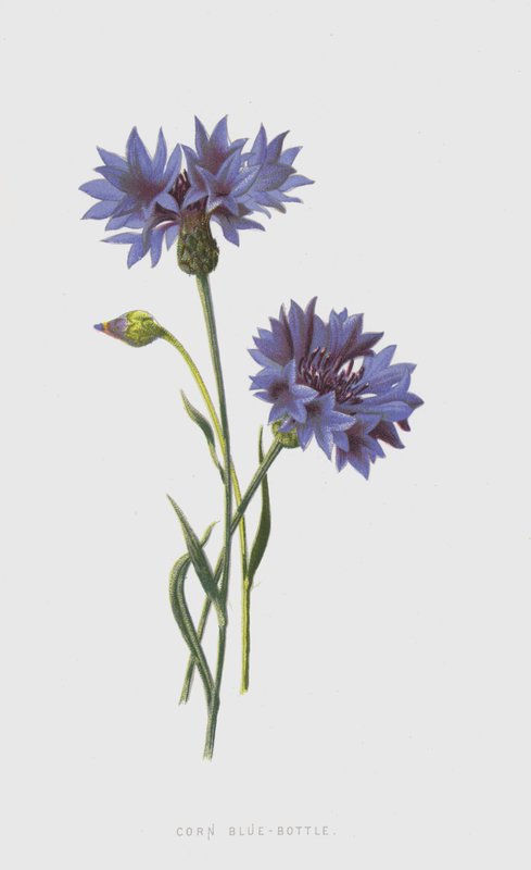 玉米蓝瓶（chromolitho） 作者 弗雷德里克·爱德华·赫尔姆
