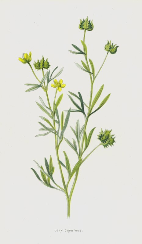 玉米乌鸦（chromolitho） 作者 弗雷德里克·爱德华·赫尔姆