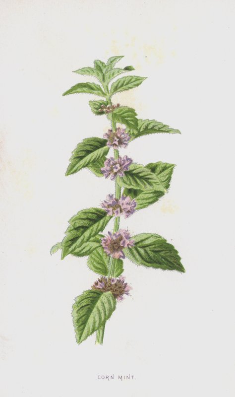 玉米薄荷（chromolitho） 作者 弗雷德里克·爱德华·赫尔姆
