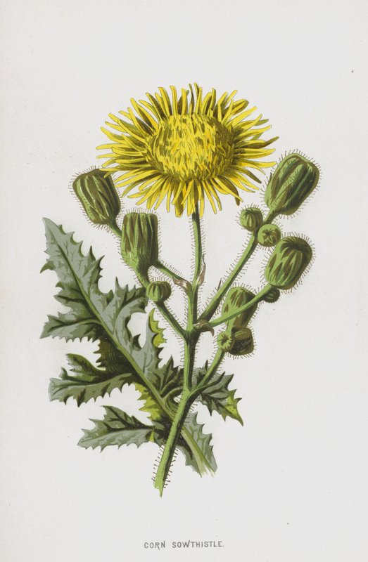 玉米Sowthistle（chromolitho） 作者 弗雷德里克·爱德华·赫尔姆