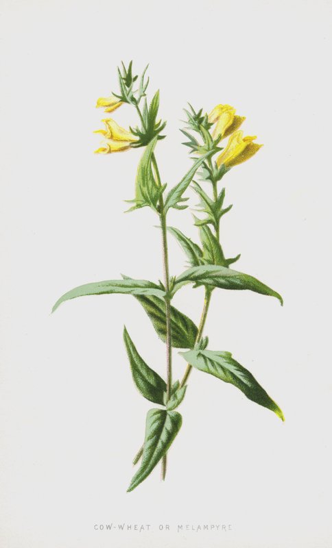 牛 - 小麦或Melampyre（chromolitho） 作者 弗雷德里克·爱德华·赫尔姆