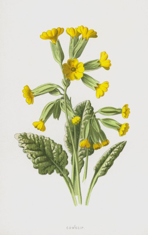 Cowslip（chromolitho） 作者 弗雷德里克·爱德华·赫尔姆