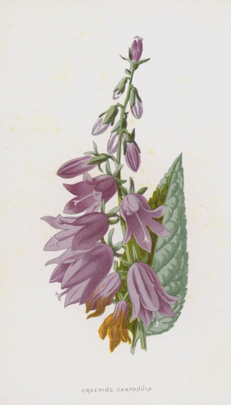 匍匐风铃（chromolitho） 作者 弗雷德里克·爱德华·赫尔姆