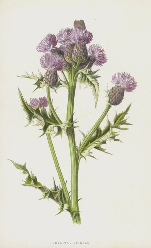 匍匐蓟（chromolitho） 作者 弗雷德里克·爱德华·赫尔姆