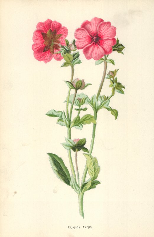 Crimson Avens 作者 弗雷德里克·爱德华·赫尔姆
