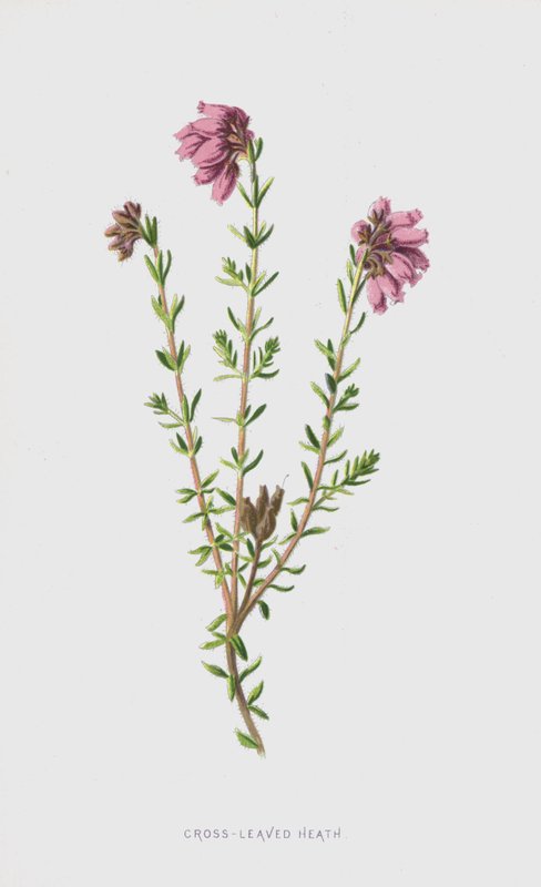 Cross-Leaved Heath（chromolitho） 作者 弗雷德里克·爱德华·赫尔姆
