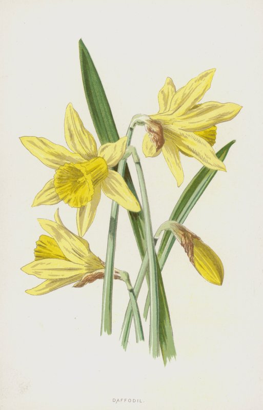 水仙花（chromolitho） 作者 弗雷德里克·爱德华·赫尔姆