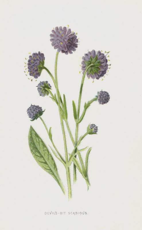 Devils-Bit Scabious（chromolitho） 作者 弗雷德里克·爱德华·赫尔姆