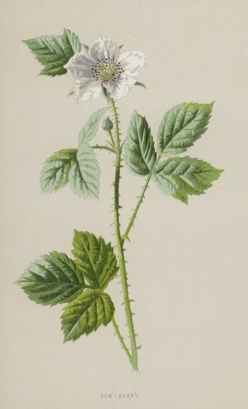 Dew-Berry（chromolitho） 作者 弗雷德里克·爱德华·赫尔姆
