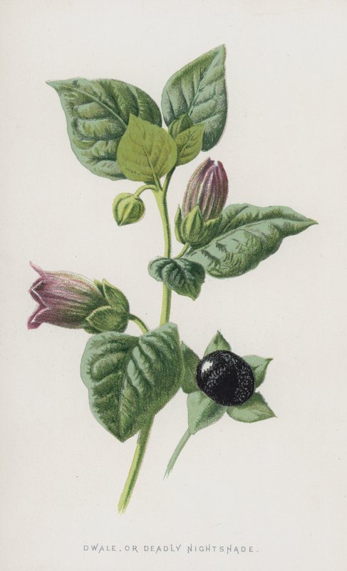 Dwale，或Deadly Nightshade（chromolitho） 作者 弗雷德里克·爱德华·赫尔姆