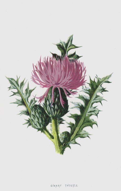 矮人蓟（chromolitho） 作者 弗雷德里克·爱德华·赫尔姆