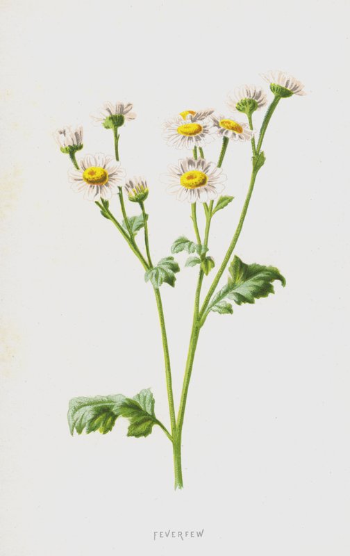 Feverfew（chromolitho） 作者 弗雷德里克·爱德华·赫尔姆
