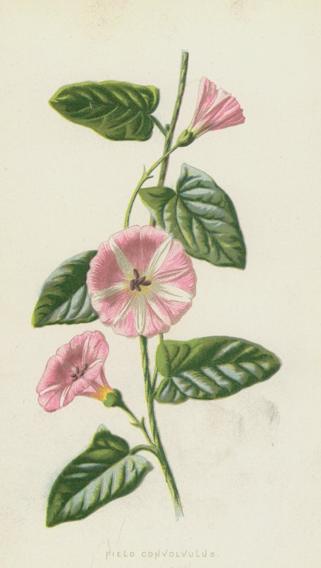 场旋花（chromolitho） 作者 弗雷德里克·爱德华·赫尔姆