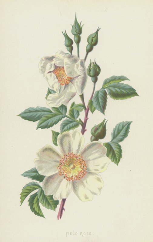 Field Rose（chromolitho） 作者 弗雷德里克·爱德华·赫尔姆