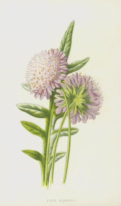 Field Scabious（chromolitho） 作者 弗雷德里克·爱德华·赫尔姆