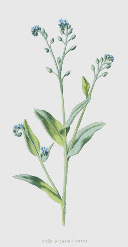 Field Scorpion-Grass（chromolitho） 作者 弗雷德里克·爱德华·赫尔姆