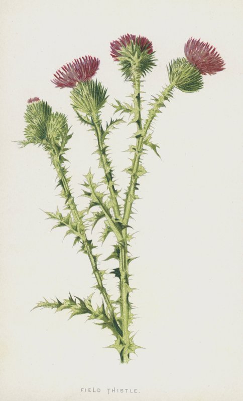 Field Thistle（chromolitho） 作者 弗雷德里克·爱德华·赫尔姆