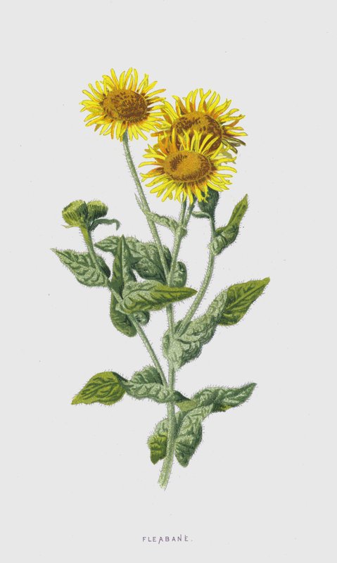 Fleabane（chromolitho） 作者 弗雷德里克·爱德华·赫尔姆