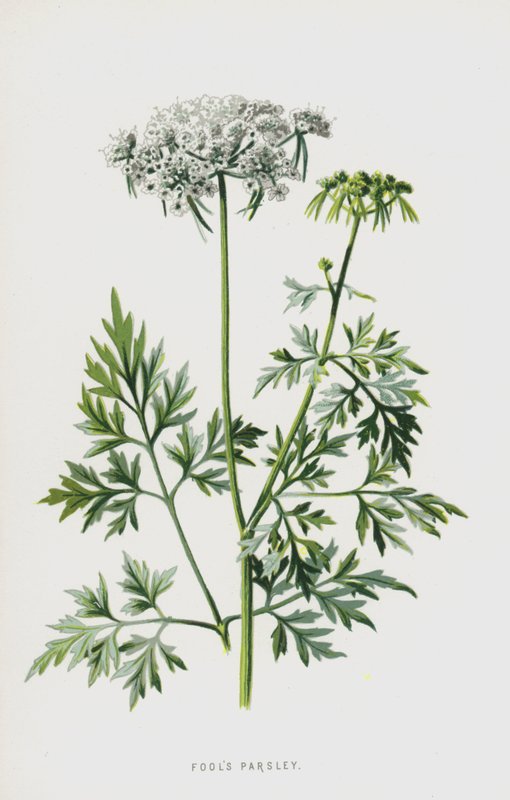傻瓜欧芹（chromolitho） 作者 弗雷德里克·爱德华·赫尔姆