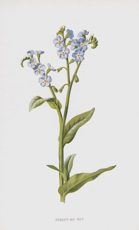 Forget-Me-Not（chromolitho） 作者 弗雷德里克·爱德华·赫尔姆