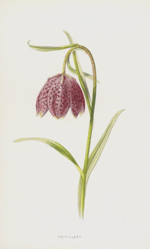 贝母（chromolitho） 作者 弗雷德里克·爱德华·赫尔姆