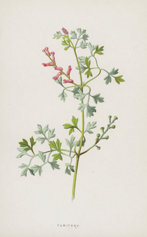Fumitory（chromolitho） 作者 弗雷德里克·爱德华·赫尔姆