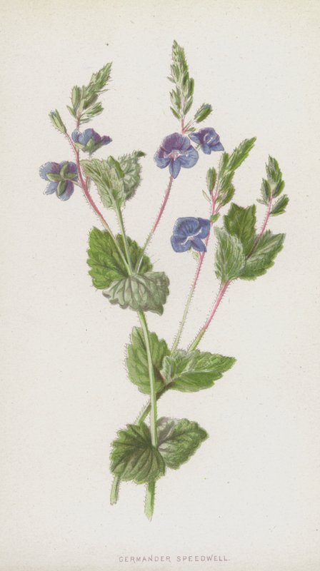 德国人Speedwell（chromolitho） 作者 弗雷德里克·爱德华·赫尔姆