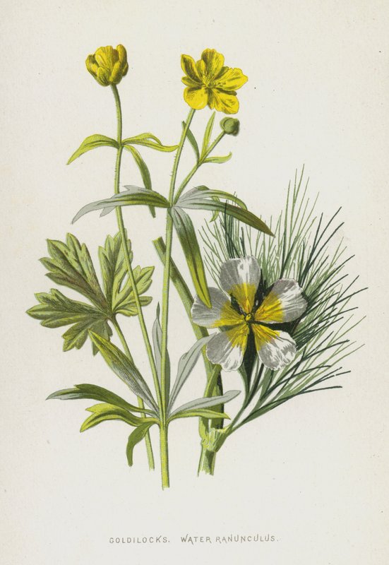 金针菇，水毛茛属（chromolitho） 作者 弗雷德里克·爱德华·赫尔姆