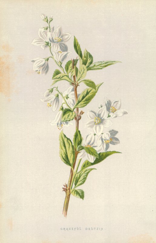 优雅的Deutzia 作者 弗雷德里克·爱德华·赫尔姆