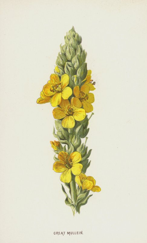 Great Mullein（chromolitho） 作者 弗雷德里克·爱德华·赫尔姆