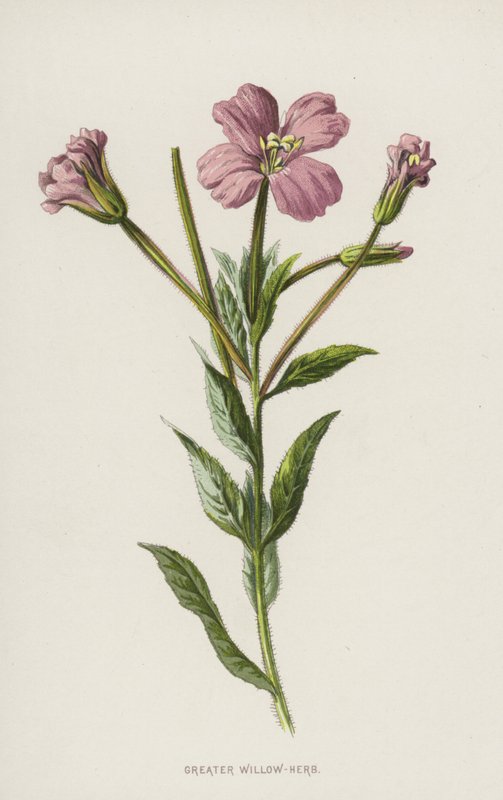 Greater Willow-Herb（chromolitho） 作者 弗雷德里克·爱德华·赫尔姆