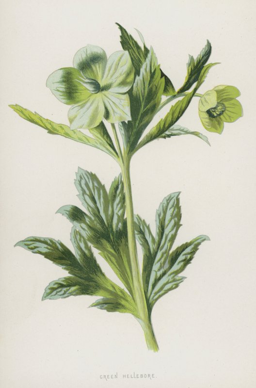 绿嚏根草（chromolitho） 作者 弗雷德里克·爱德华·赫尔姆