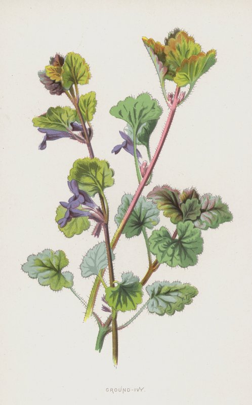 Ground-Ivy（chromolitho） 作者 弗雷德里克·爱德华·赫尔姆
