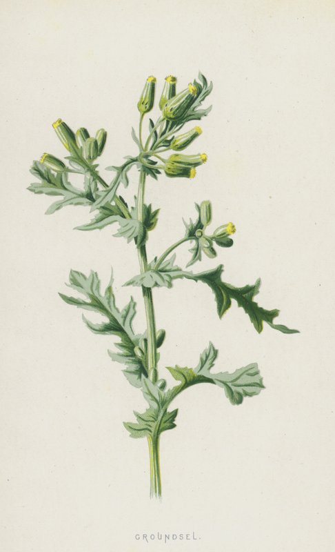 Groundsel（chromolitho） 作者 弗雷德里克·爱德华·赫尔姆