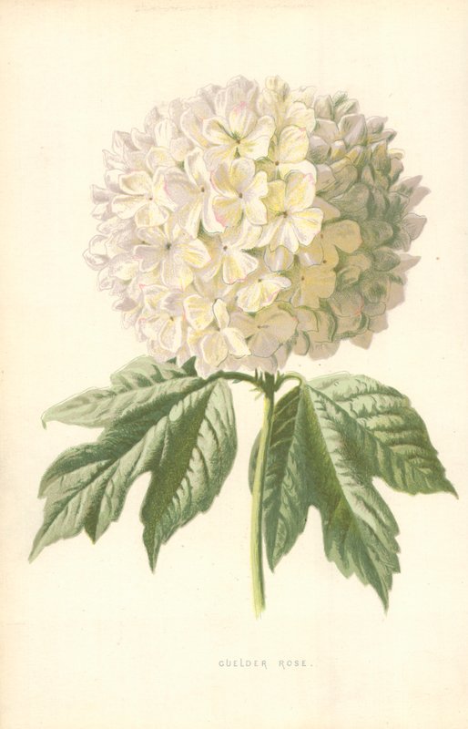 Guelder Rose 作者 弗雷德里克·爱德华·赫尔姆