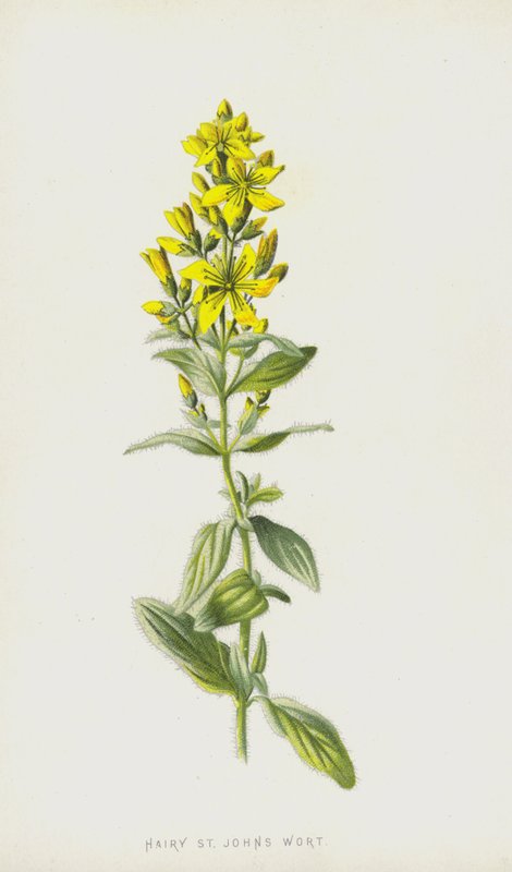 毛茸茸的圣约翰草（chromolitho） 作者 弗雷德里克·爱德华·赫尔姆