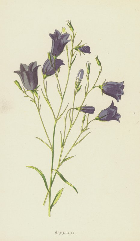 Harebell（chromolitho） 作者 弗雷德里克·爱德华·赫尔姆
