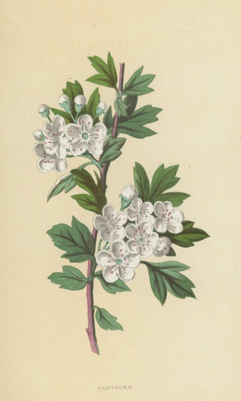山楂（chromolitho） 作者 弗雷德里克·爱德华·赫尔姆