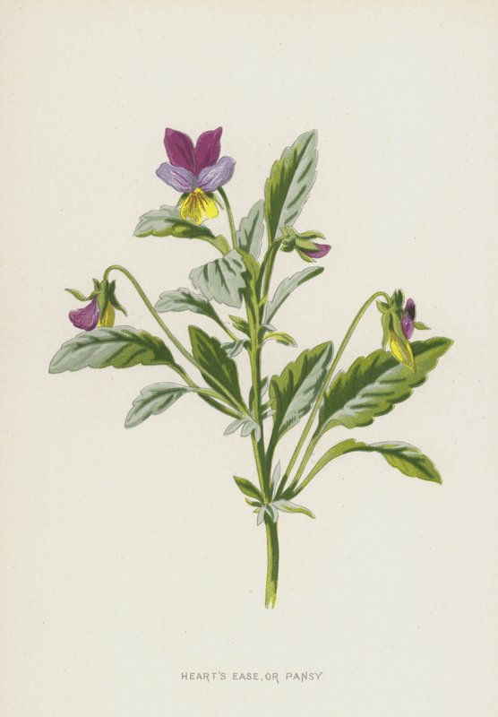 Heart Ease，或Pansy（chromolitho） 作者 弗雷德里克·爱德华·赫尔姆