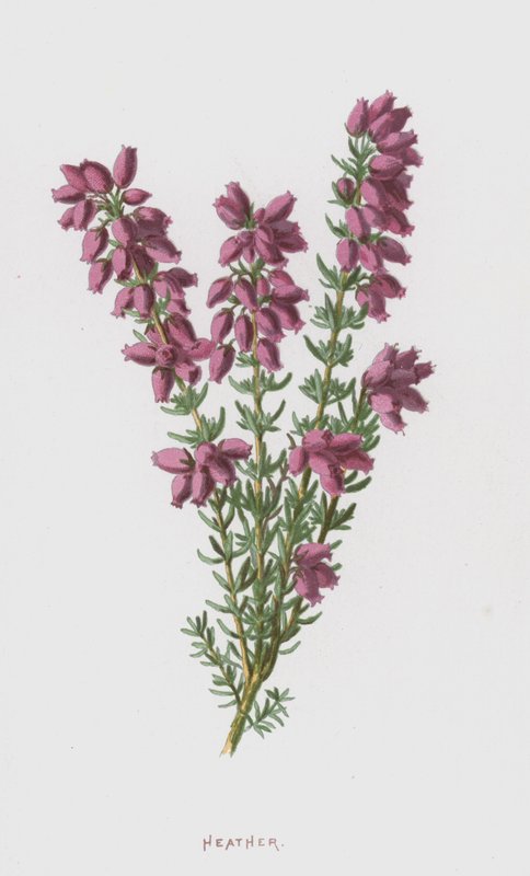 希瑟（chromolitho） 作者 弗雷德里克·爱德华·赫尔姆